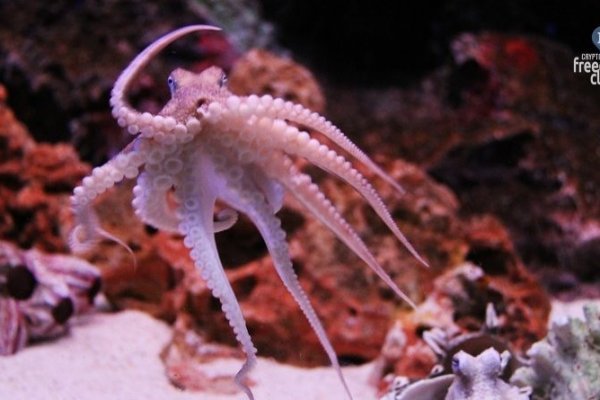 Ссылка на кракен тор kraken2 4aa337