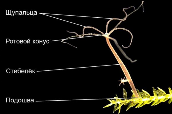 Кракен даркнет маркет ссылка тор