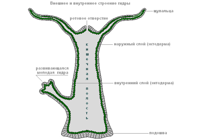 Кракен даркнет вход